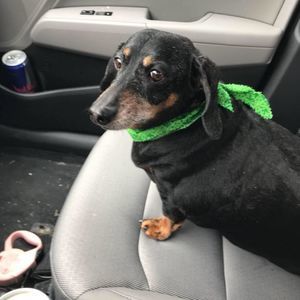 Meet your Posher, Paul